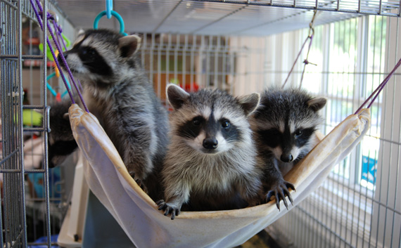 Raccoons in a hammock