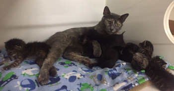 Mom cat with kittens